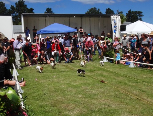 Terrier races for breast cancer charity